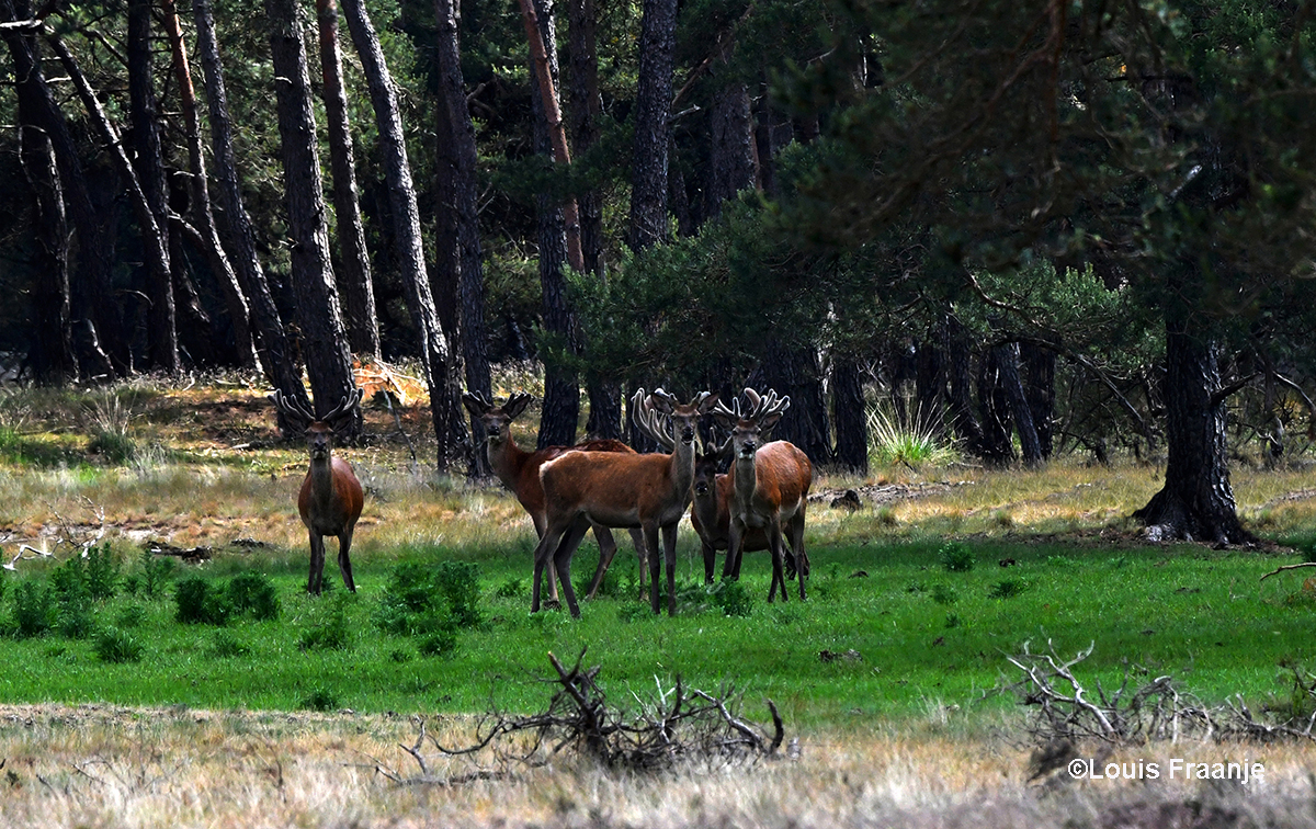 Op een wildweide stond een klein roedel edelherten van verschillende leefftijd - Foto: ©Louis Fraanje