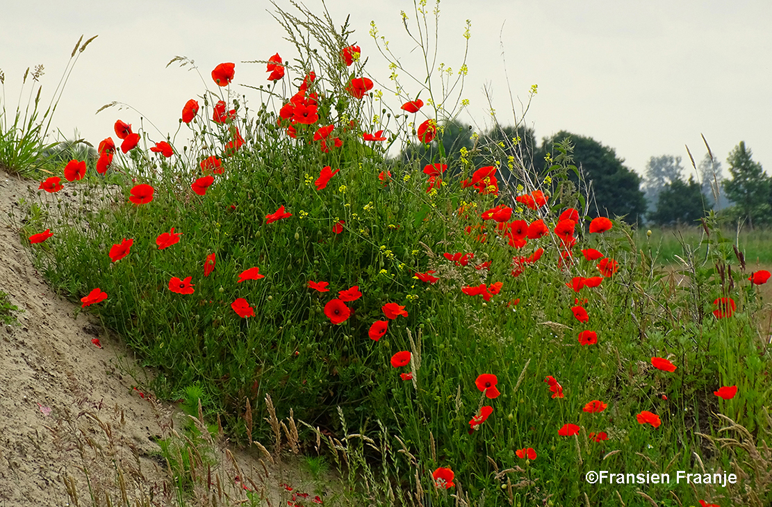 Zomaar ergens een verloren hoekje met prachtige klaprozen - Foto: ©Fransien Fraanje