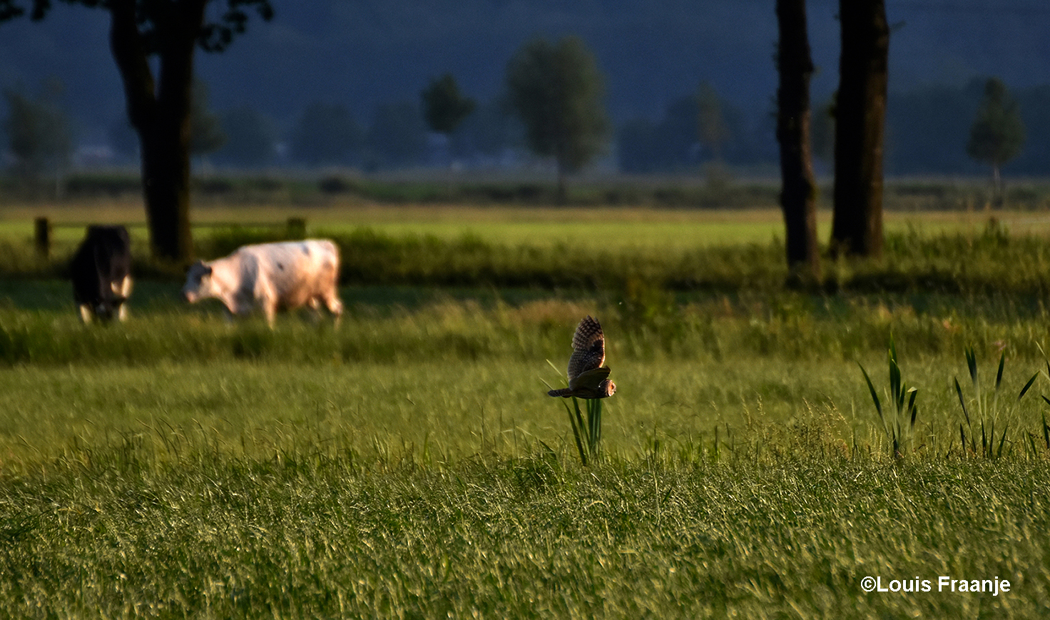 En zien we hem in glijvlucht heel laag over de velden gaan - Foto: ©Louis Fraanje