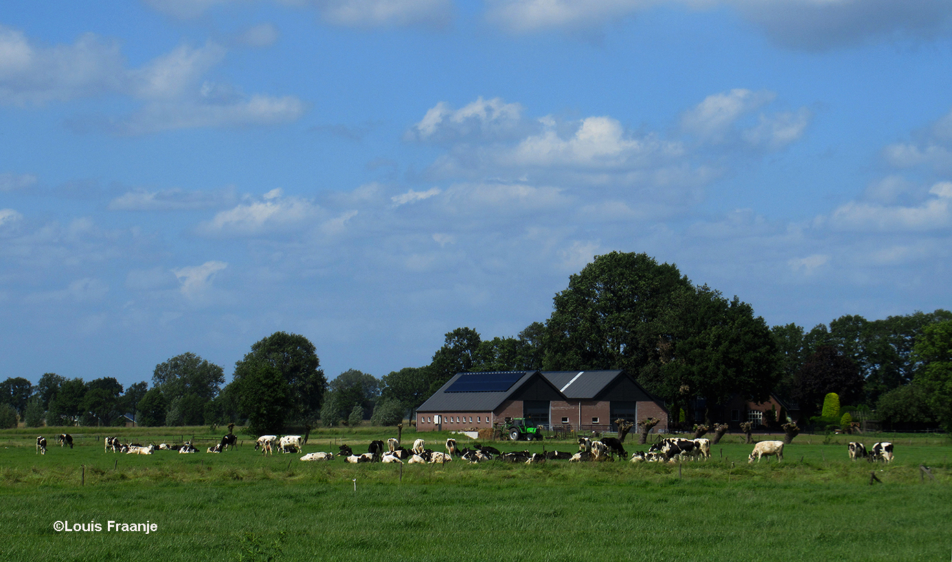 Wil je het nog mooier hebben in het buitengebied, koeien horen toch zeker in de wei en niet anders! - Foto: ©Louis Fraanje