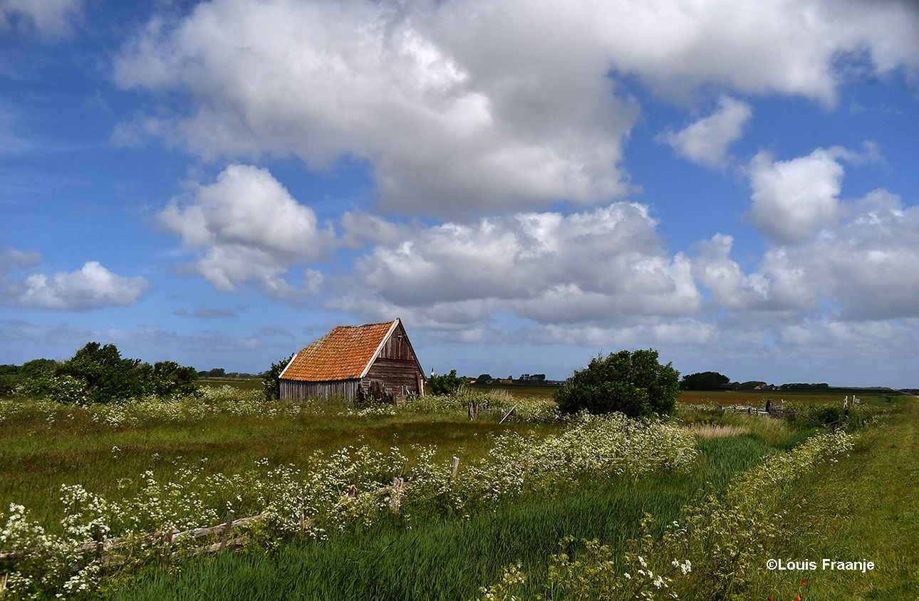 Het oude kippenschuurtje bij Den Hoorn lag er nu nog mooier bij tussen al die bloesem – Foto: ©Louis Fraanje