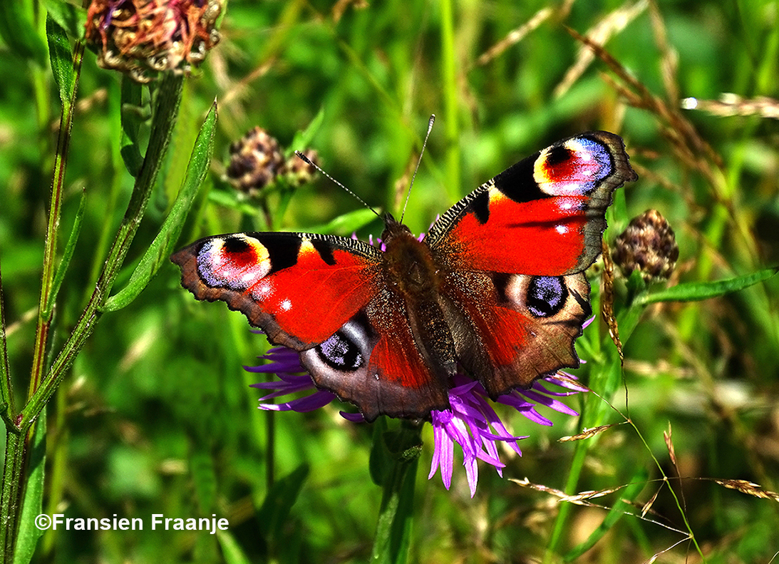 De dagpauwoog is een van de bontst gekleurde vlinders in Europa – Foto: ©Fransien Fraanje