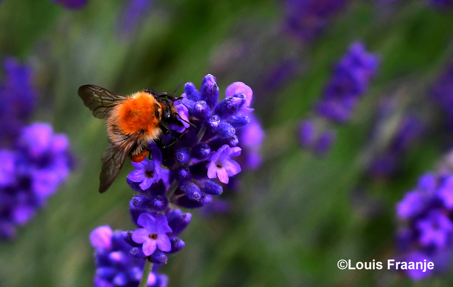 Een hommel op de lavendel, die druk bezig was om nectar te verzamelen – Foto: ©Louis Fraanje