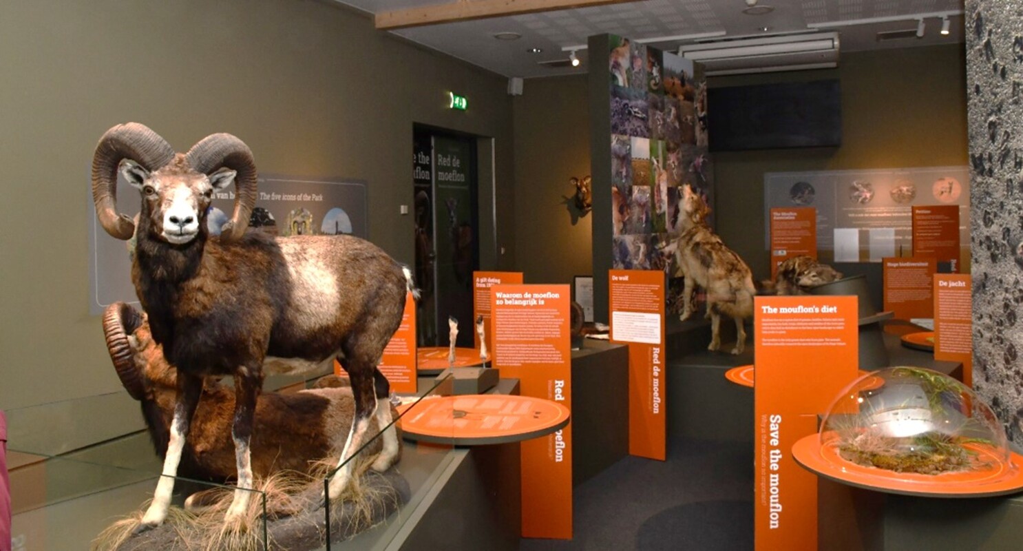 De tentoonstelling Red de moeflon in de filmzaal van het Museonder - Foto: ©NP De Hoge Veluwe