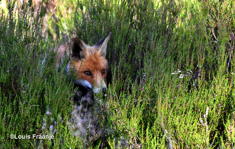 Plotseling verscheen er een vos tussen de heidestruiken - Foto: ©Louis Fraanje