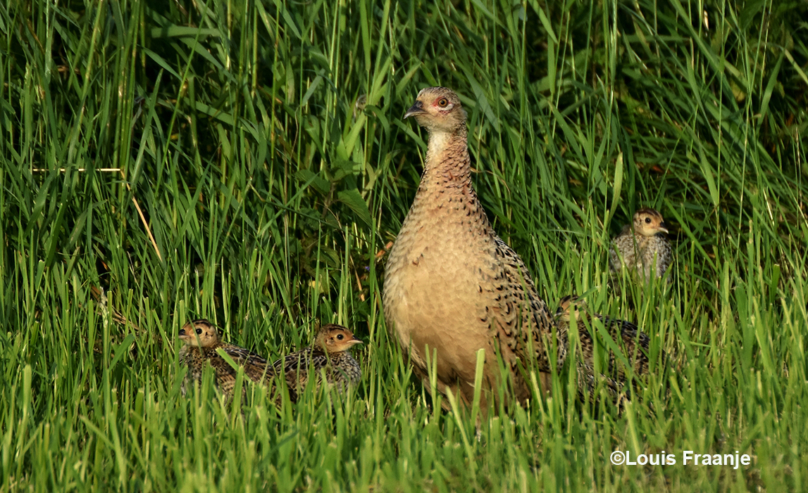 De fazantenhen met vier van haar zes kuikens in het hoge gras – Foto: ©Louis Fraanje