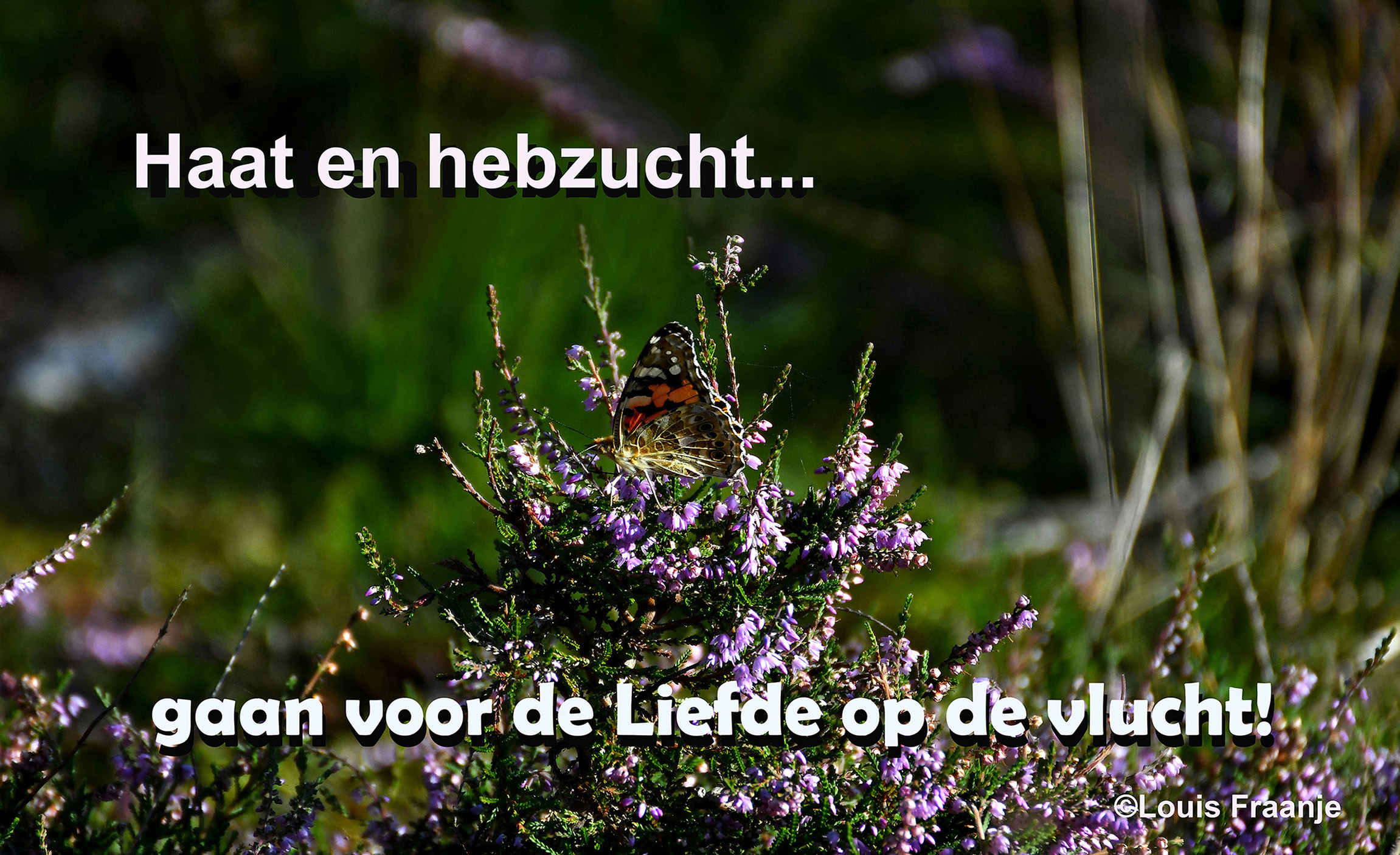 Distelvlinder op de bloeiende heide - Tekst en foto: ©Louis Fraanje