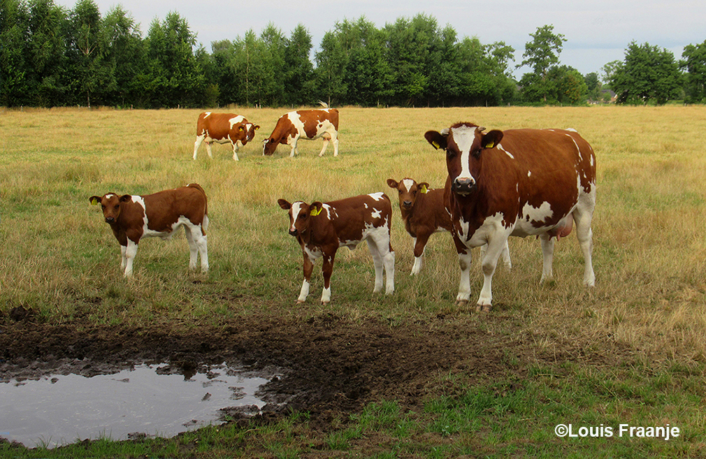 Een mooi landelijk tafereel met roodbont vee in de wei, een echte kraamkamer om van te genieten - Foto: ©Louis Fraanje