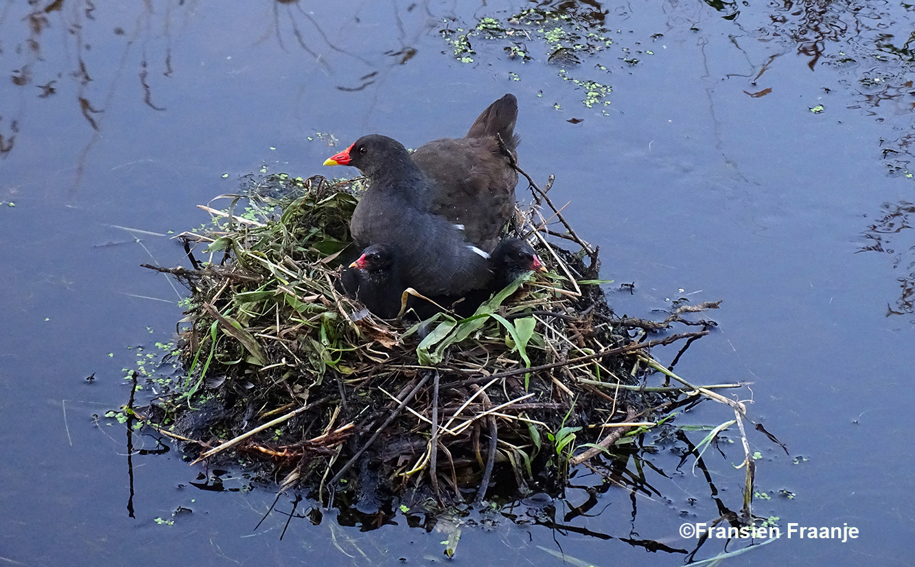 Ergens in de sloot een waterkipje met twee kuikens op het nest - Foto: ©Fransien Fraanje