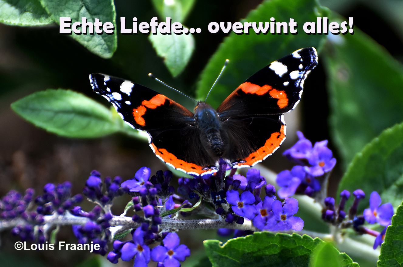 Atalanta vlinder op de Buddleja, een echte vlinderstruik- Foto: ©Louis Fraanje