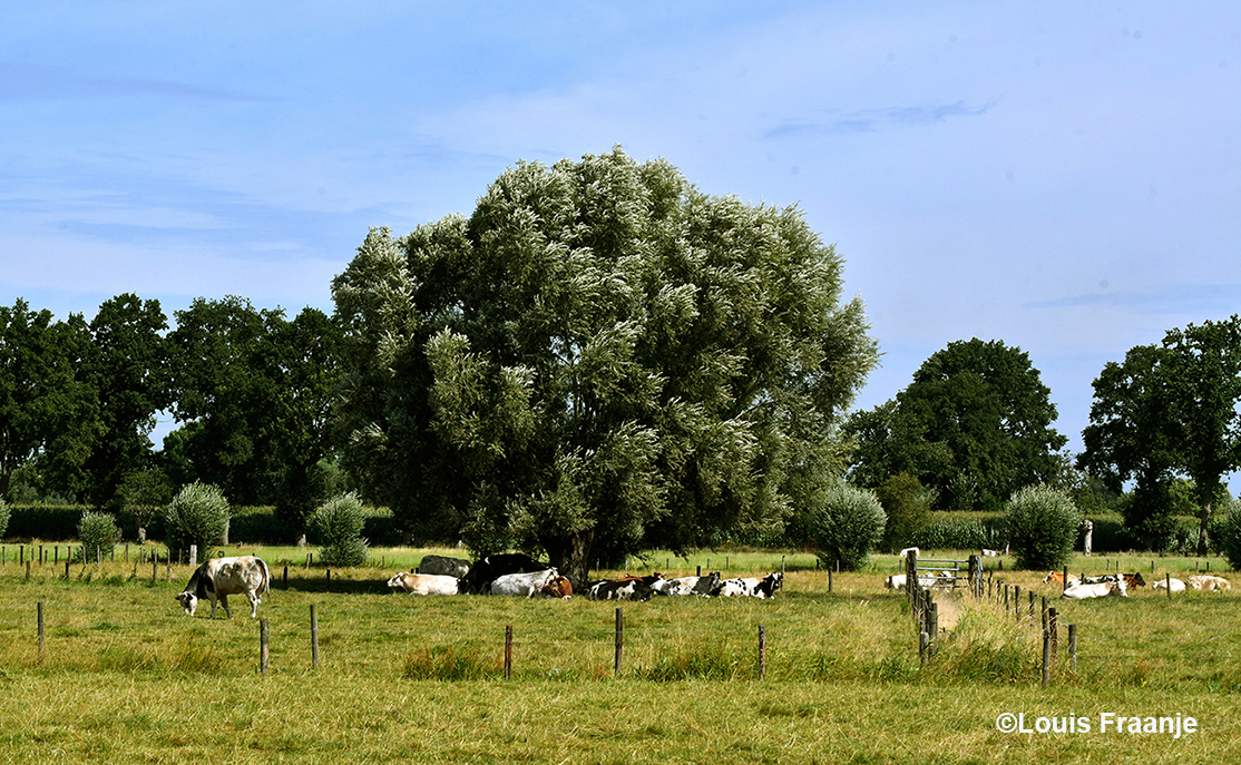 De zon staat al aardig hoog, als we tussen Ederveen en Reswoude fietsen, de koeien zoeken de schaduw van een grote boom - Foto: ©Louis Fraanje