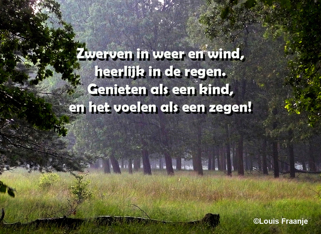 Regen als een zegen op de Veluwe - Tekst en foto: ©Louis Fraanje