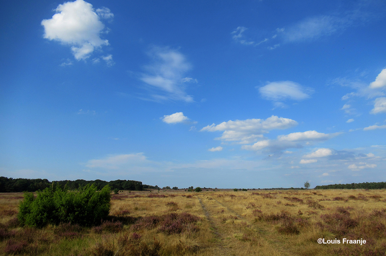 En een prachtig panorama van de Elspeetse Heide, op de voorgrond een jonge jeneverbesstruik - Foto: ©Louis Fraanje