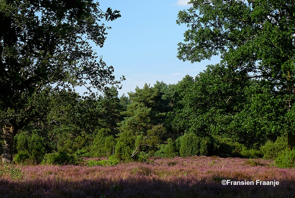 Een mooi doorkijkje vanuit de bosrand op de bloeiende heide met jeneverbessen - Foto: ©Fransien Fraanje