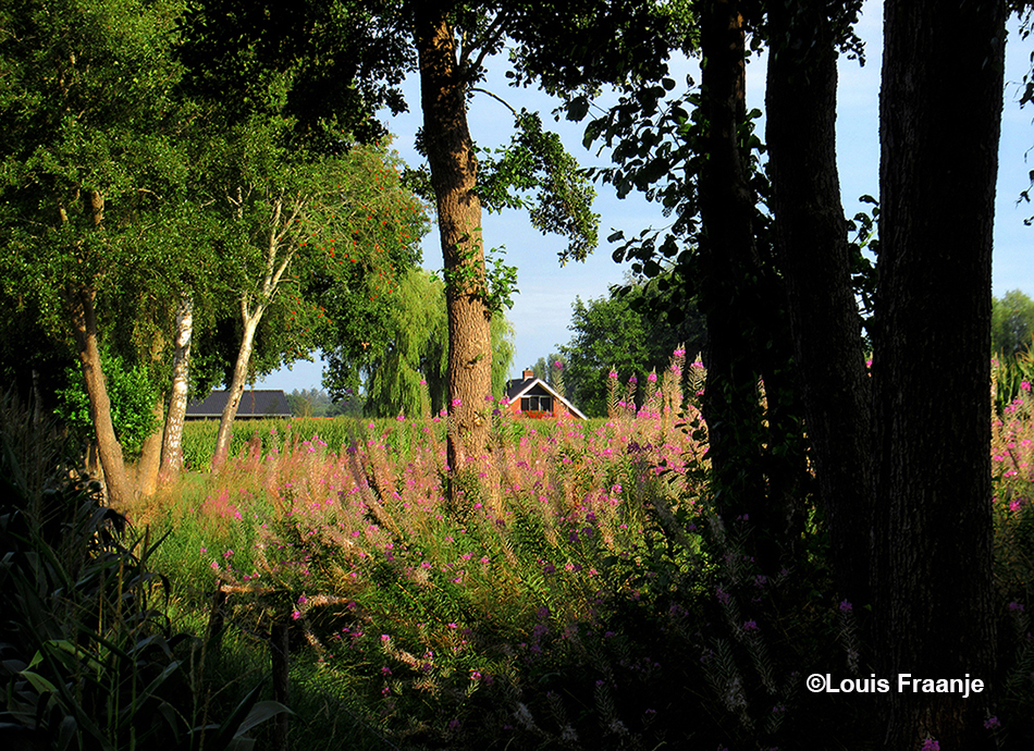 Vanaf de Hooiweg hebben we ook nog even een mooi doorkijkje met wilgenroosjes - Foto: ©Louis Fraanje