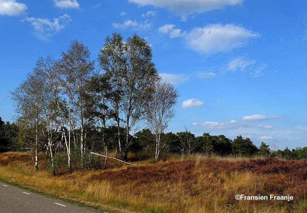 Enkele berken langs de Hooiweg aan de rand van de heide - Foto: ©Fransien Fraanje