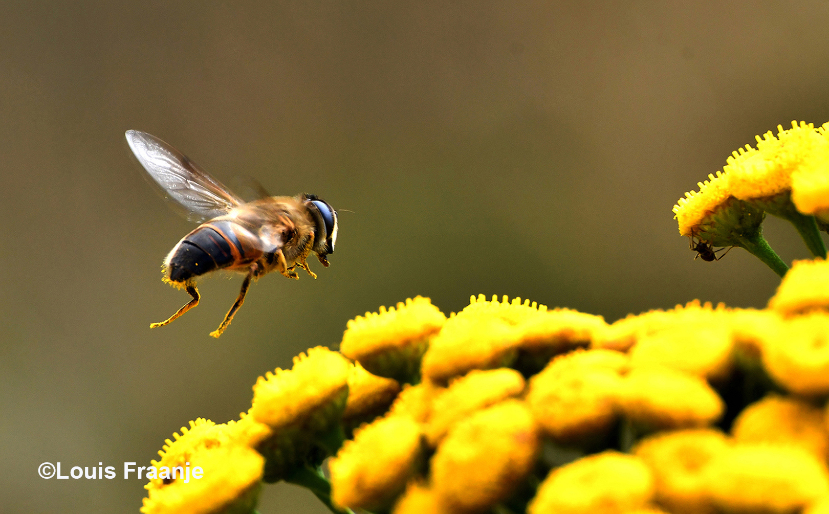 Het gezoem van de bijen was een lust voor het oor en de bij ging van bloem tot bloem, wat heerlijk om naar te kijken en te luisteren - Foto: ©Louis Fraanje