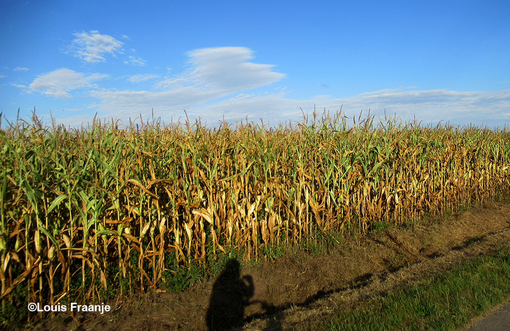 Onderweg staat op sommige plaatsen staat de mais vanwege de droogte er niet zo fraai bij - Foto: ©Louis Fraanje