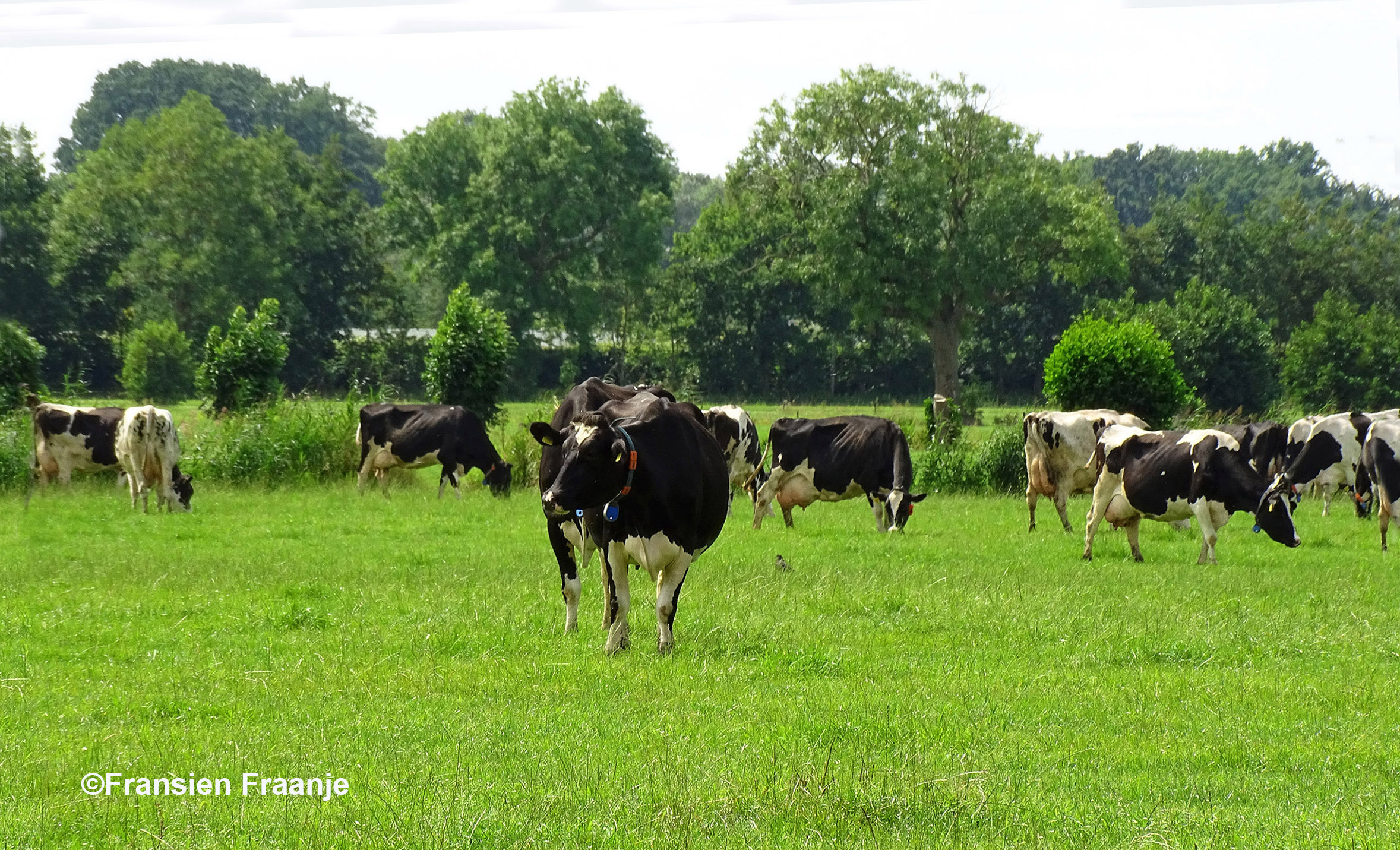 Dit beeld is toch grandioos met die zwartbonte koeien in de wei - Foto: ©Fransien Fraanje
