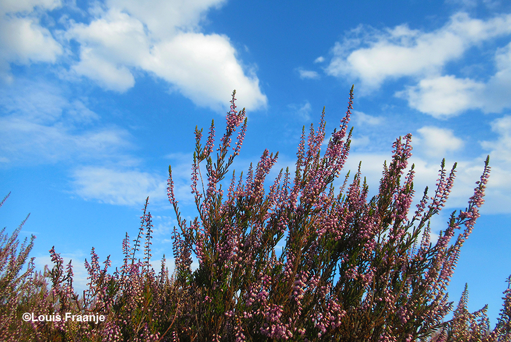 Zie hier het resultaat, bloeiende heidestruik steekt heel mooi af tegen de blauwe lucht met witte wolken - Foto: ©Louis Fraanje