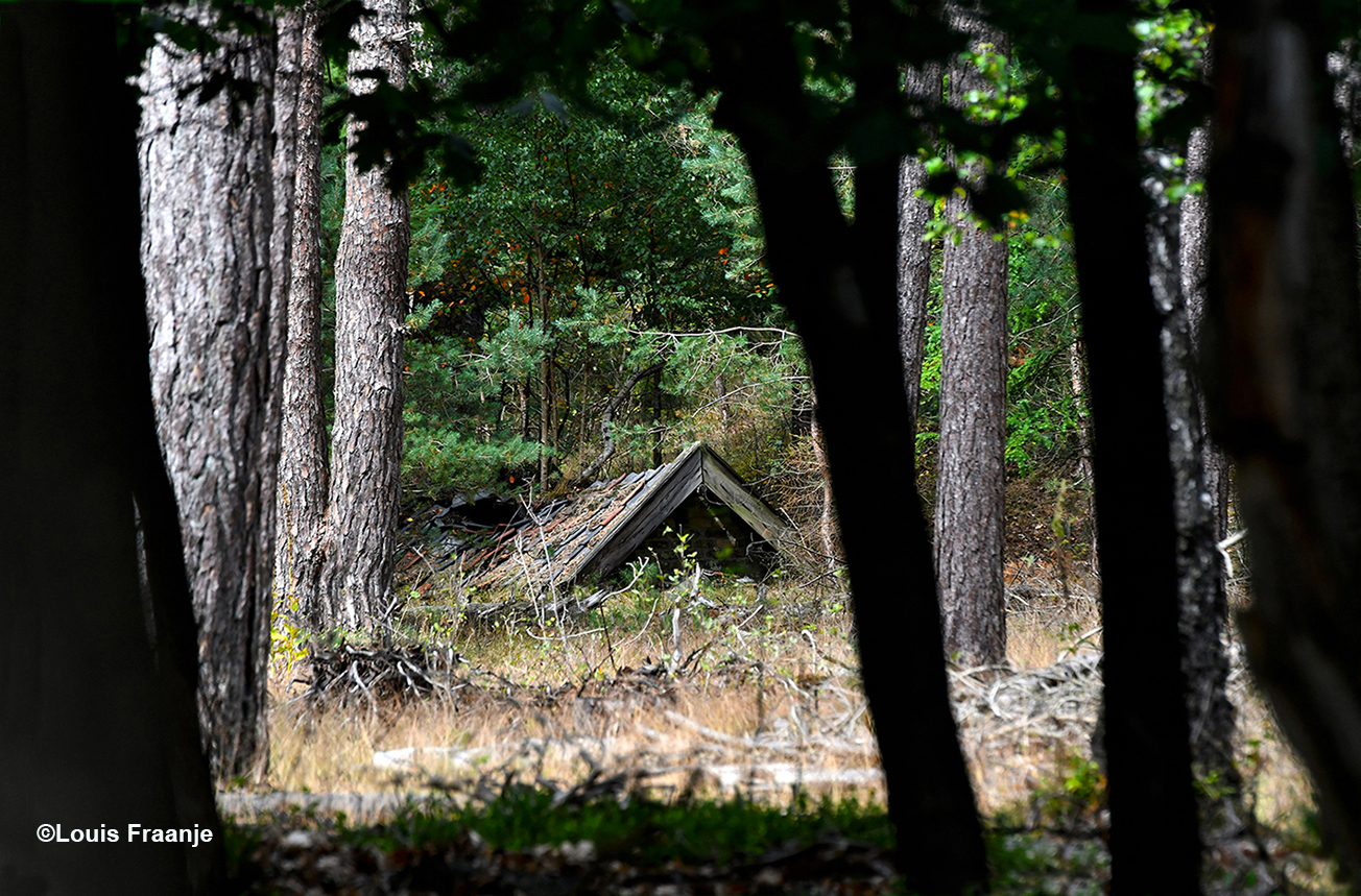 Een oude voerhut ergens verscholen tussen de bomen... – Foto: ©Louis Fraanje