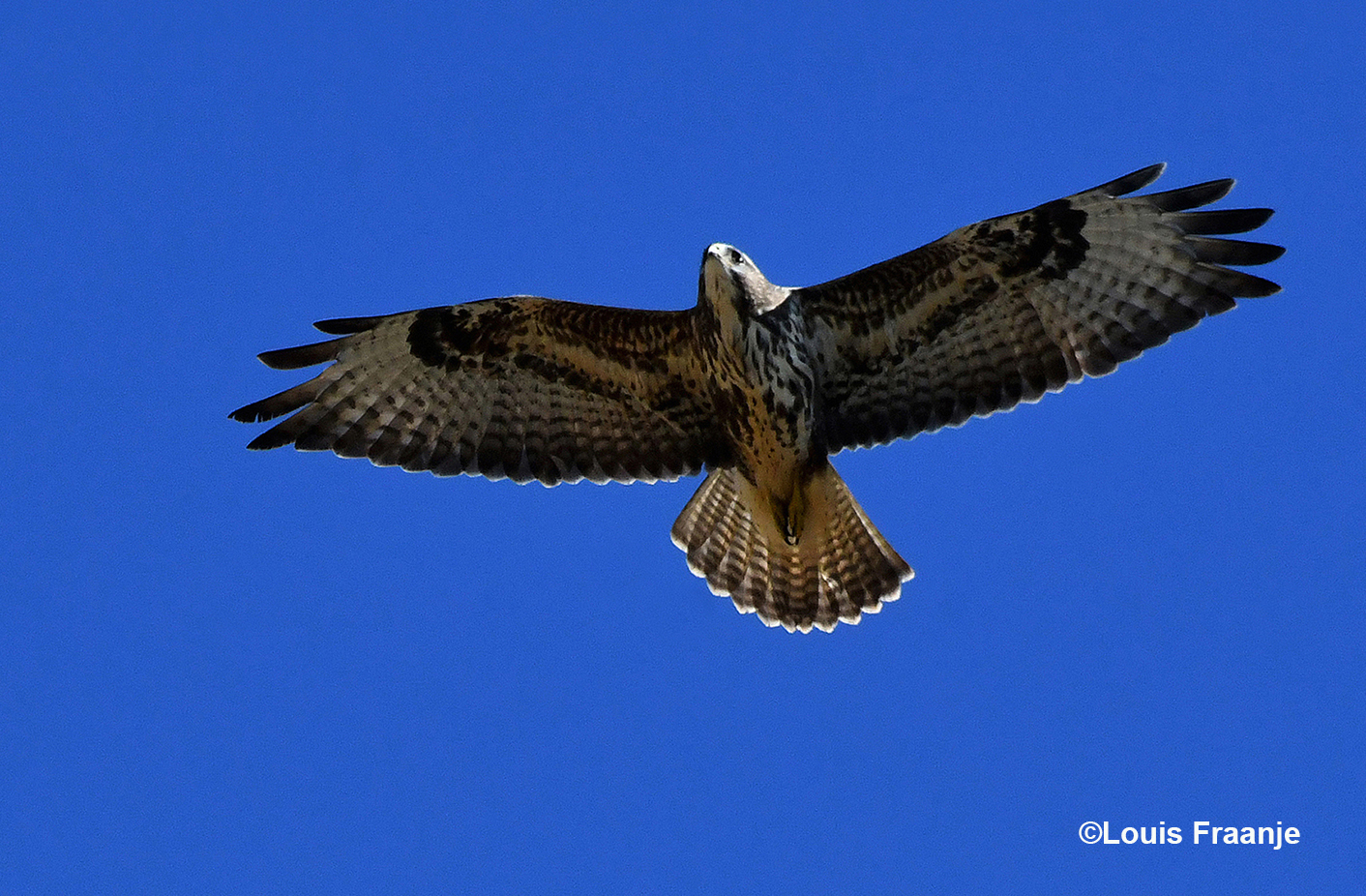 Een buizerd, die ergens hoog boven ons in de lucht zweefde - Foto: ©Louis Fraanje