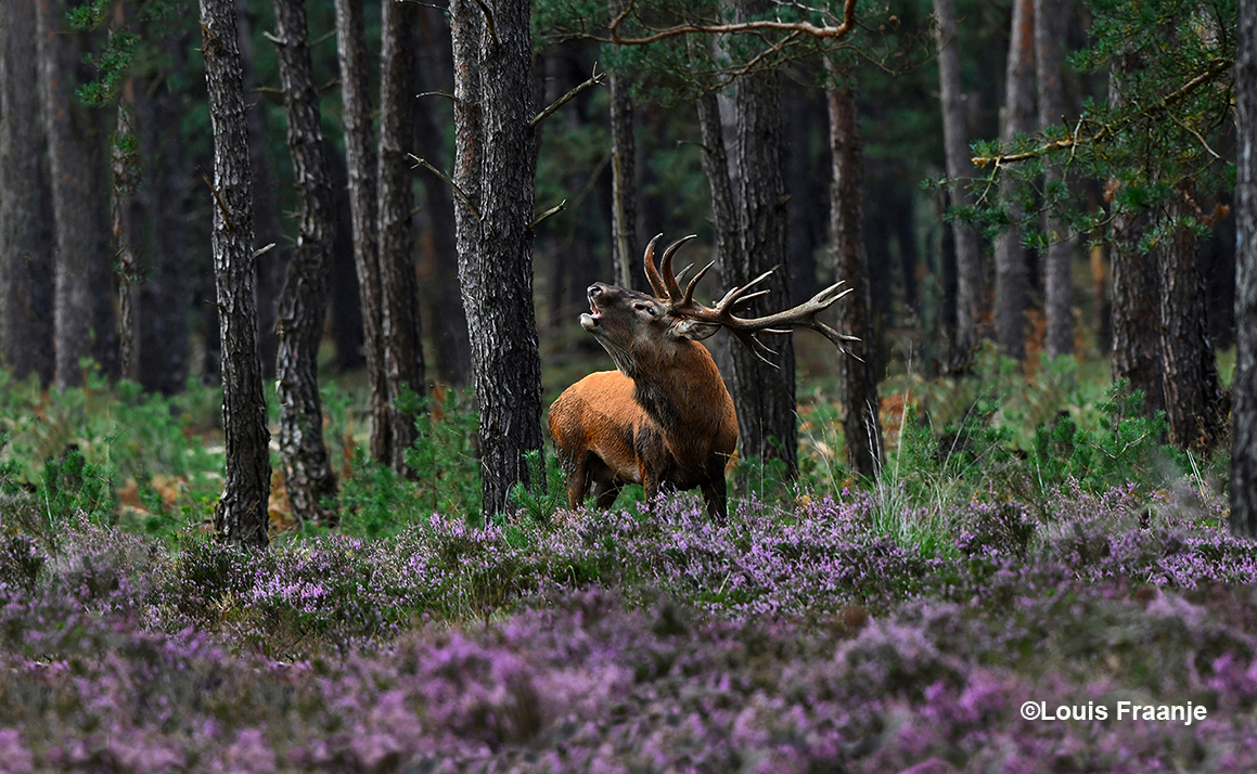 Aan de rand van het bos blijft hij staan, gooit zijn kop achterover en laat dan zijn rauwe bronstroep door het bos en over de heide galmen - Foto: ©Louis Fraanje