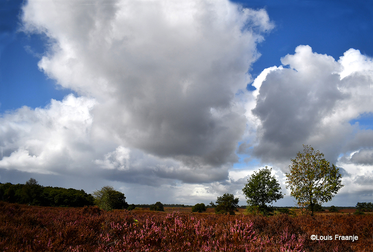 Het Veluwse heidelandschap, met daarboven prachtige wolkenluchten - Foto: ©Louis Fraanje
