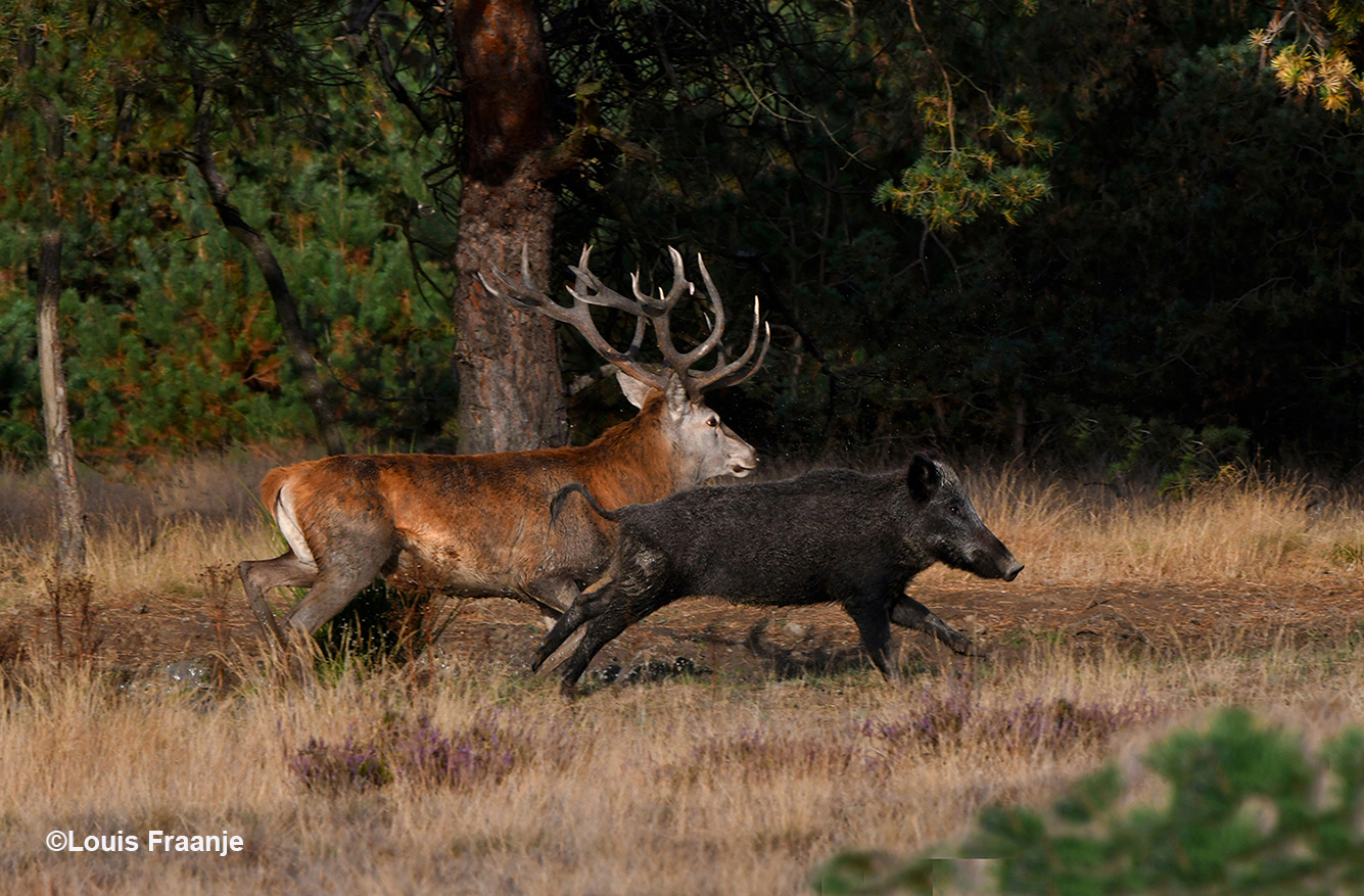 Edelhert en zwijn houden een wedloop! – Foto: ©Louis Fraanje