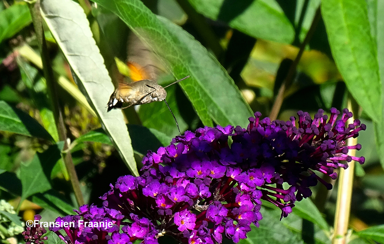 De kolibrievlinder blijft boven de bloem hangen en haalt er met zijn/haar slurfje de nectar uit - Foto: ©Fransien Fraanje