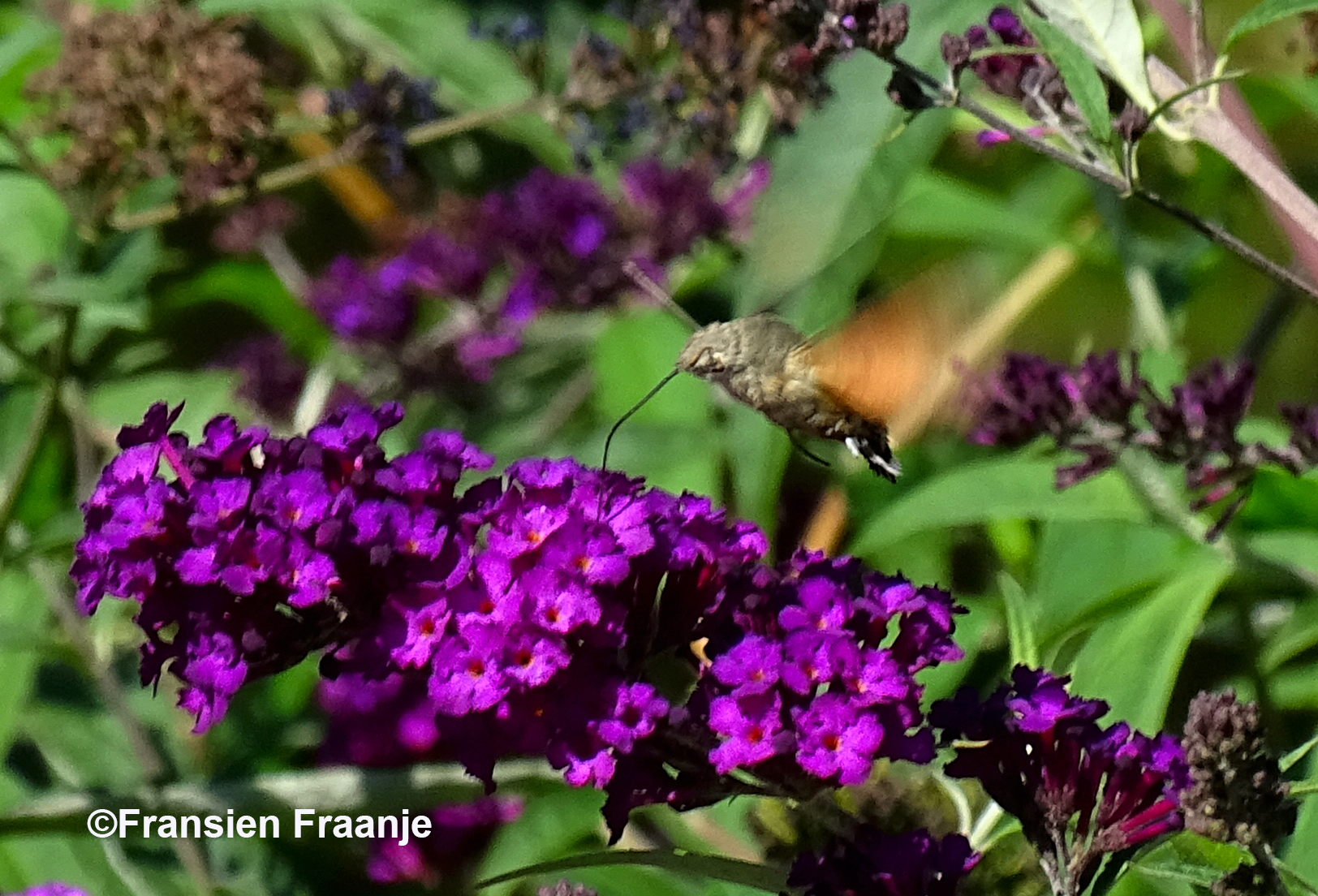 Een vliegensvlugge vlinder, die zwevend van bloem tot bloem gaat. Supersnel gaan die vleugeltjes! - Foto: ©Fransien Fraanje