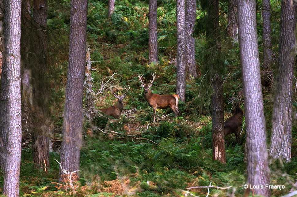 Dan... ineens ontdekken we de edelherten op een heuvel tussen de bomen - Foto:© Louis Fraanje