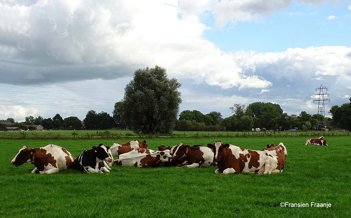 Tot slot nog langs de Weertjesweg een prachtig sfeertje op de zondagmiddag, met rustig herkauwende koeien in de wei - Foto: ©Fransien Fraanje