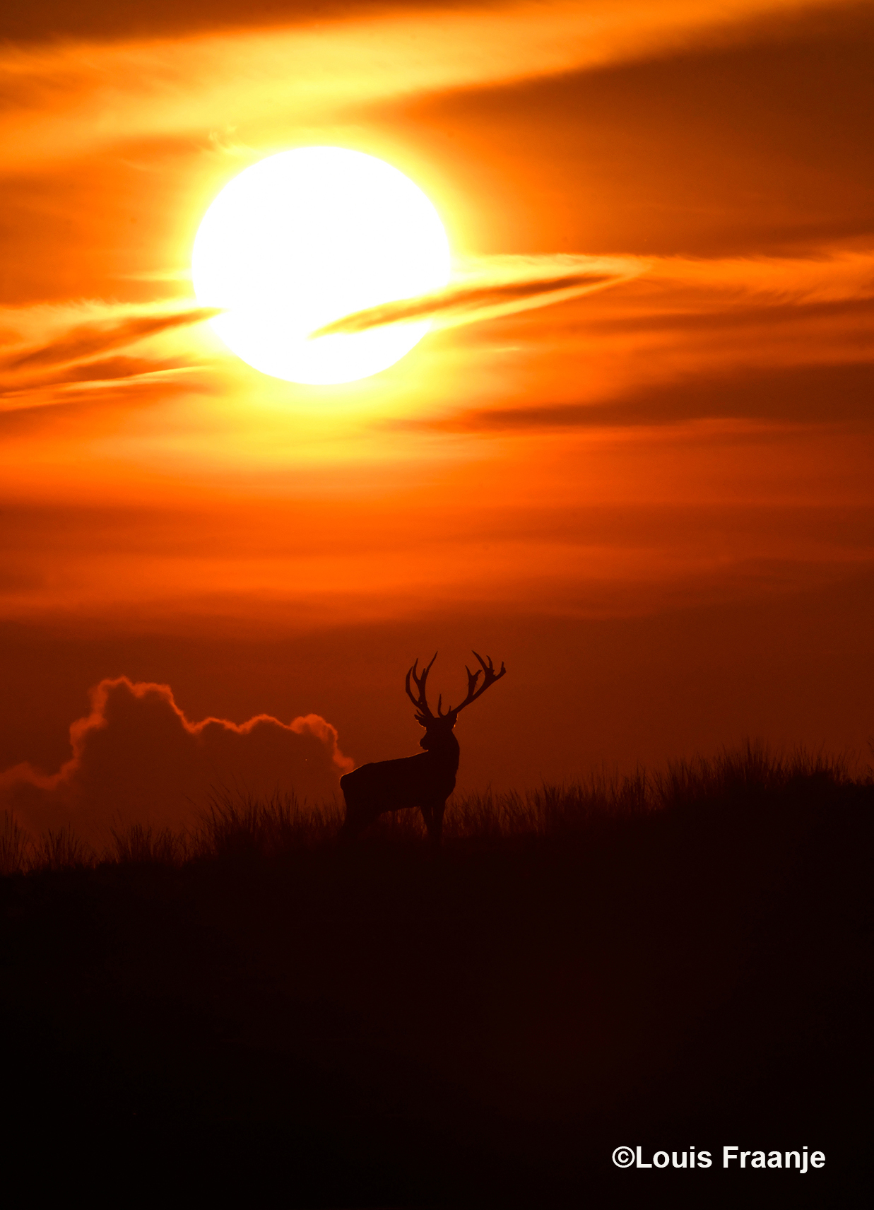 Prachtig, zoals het hert daar stond, als een koning van de Veluwe - Foto: ©Louis Fraanje