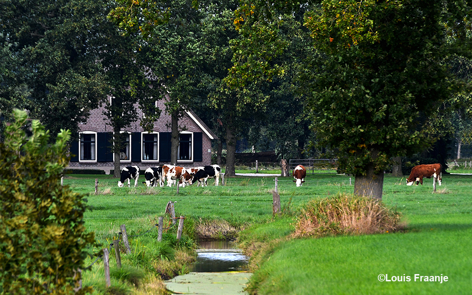 Een mooi 'doorkijkje' tussen de bomen en struiken door naar de boerderij met koeien in de wei - Foto: ©Louis Fraanje