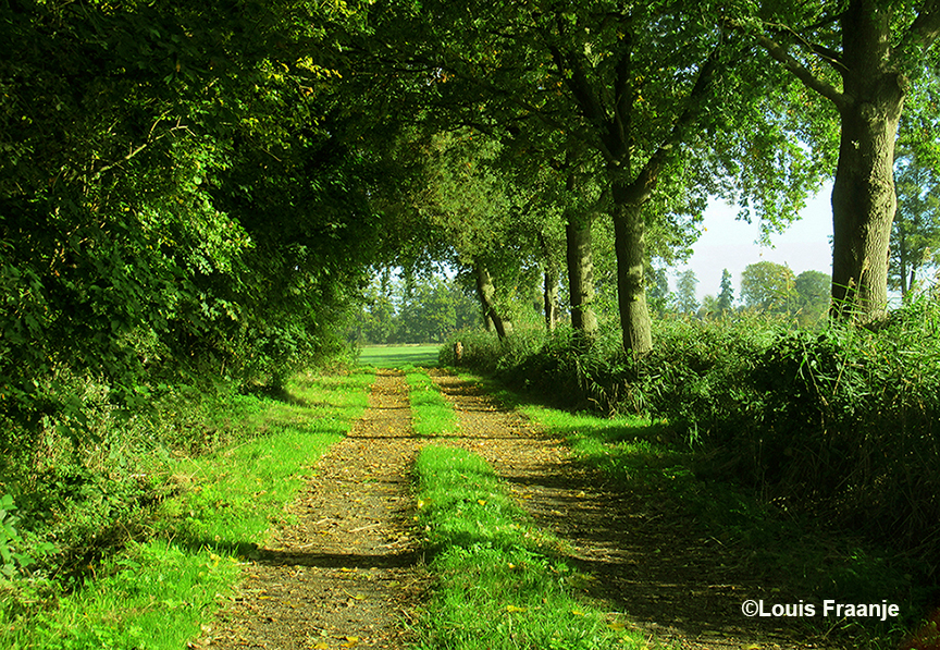 Een oude landweg in het boerenlandschap van de Veluwe - Foto: ©Louis Fraanje