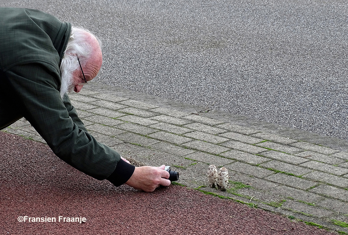 Louis doet ook een poging om de kleine inktzwammen te fotograferen, maar daarvoor moet hij dus wel even door de knieën! – Foto: ©Fransien Fraanje