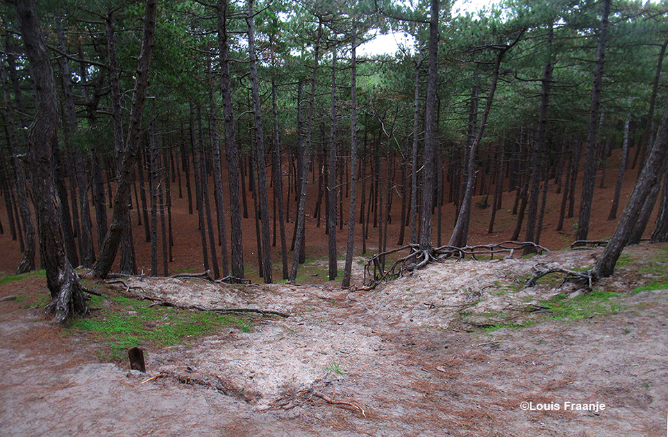 Blootgestoven boomwortels op de heuvels in het bos - Foto: ©Louis Fraanje