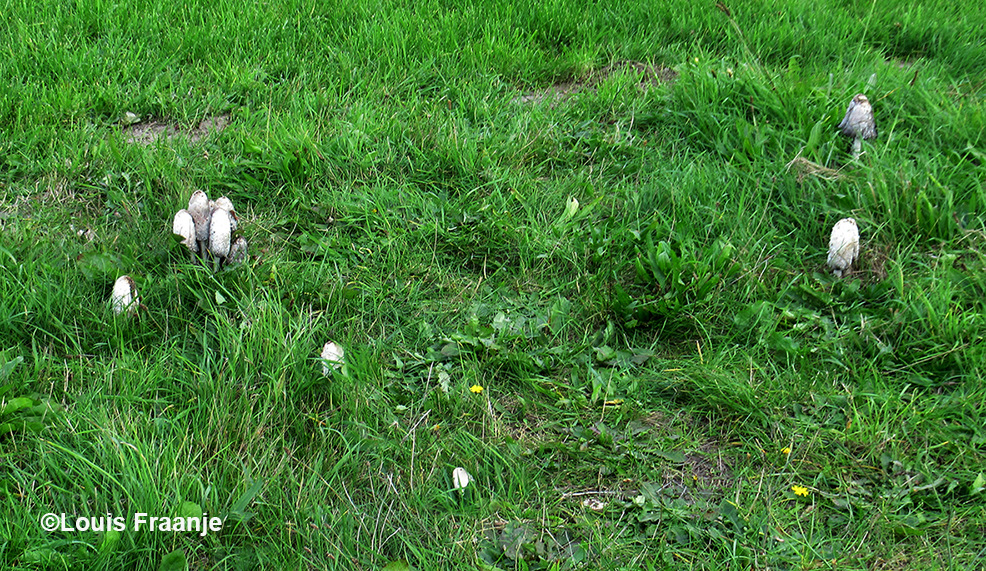Een aantal inktzwammen in het gras - Foto: ©Louis Fraanje