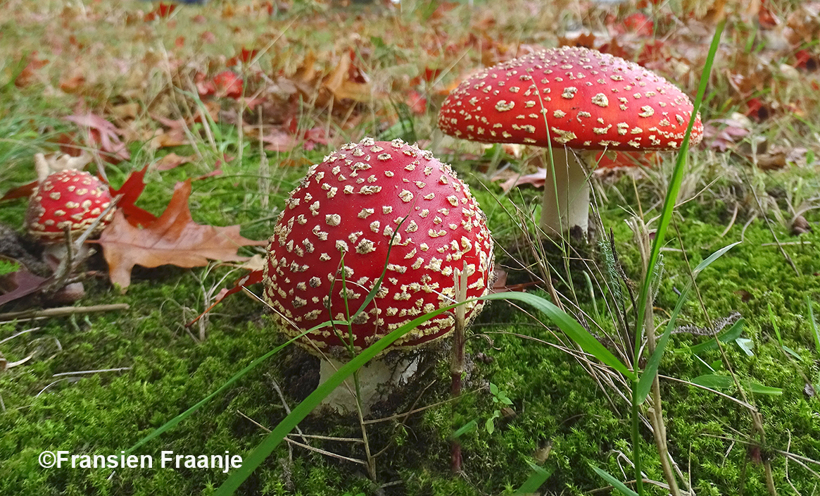 Ze schieten - letterlijk en figuurlijk - als paddenstoelen uit de grond - Foto: ©Fransien Fraanje