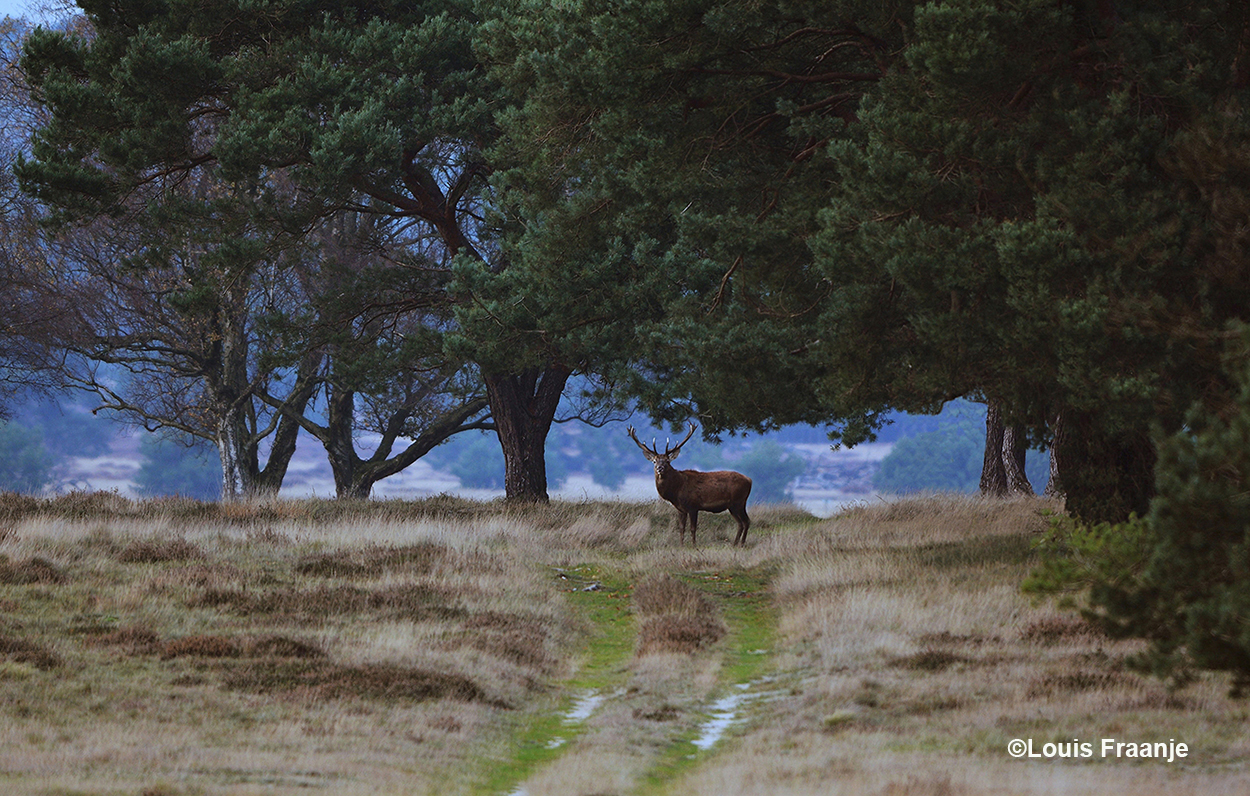Vanuit de bosrand kwam een hert de zandweg op wandelen – Foto: ©Louis Fraanje