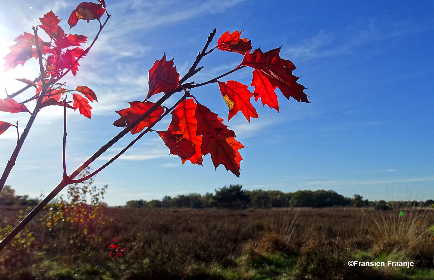 Onderweg naar Staverden al mooie herfstkleuren van de Amerikaanse Eik - Foto: ©Fransien Fraanje