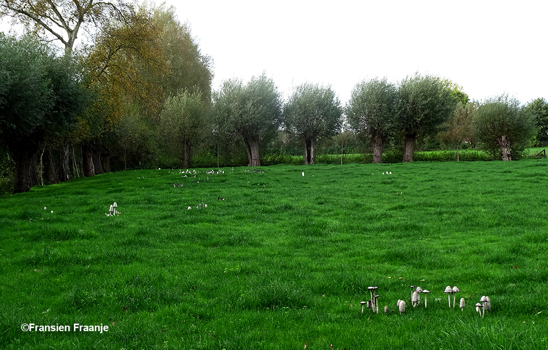 Ergens in een weiland onderweg, een weiland vol met geschubde inktzwammen - Foto: ©Fransien Fraanje