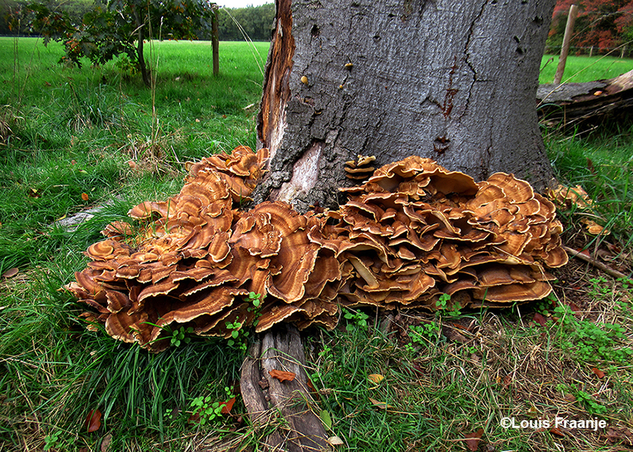 De reuzenzwam is een parasitaire houtschimmel met grote (reuzen) vruchtlichamen - Foto: ©Louis Fraanje