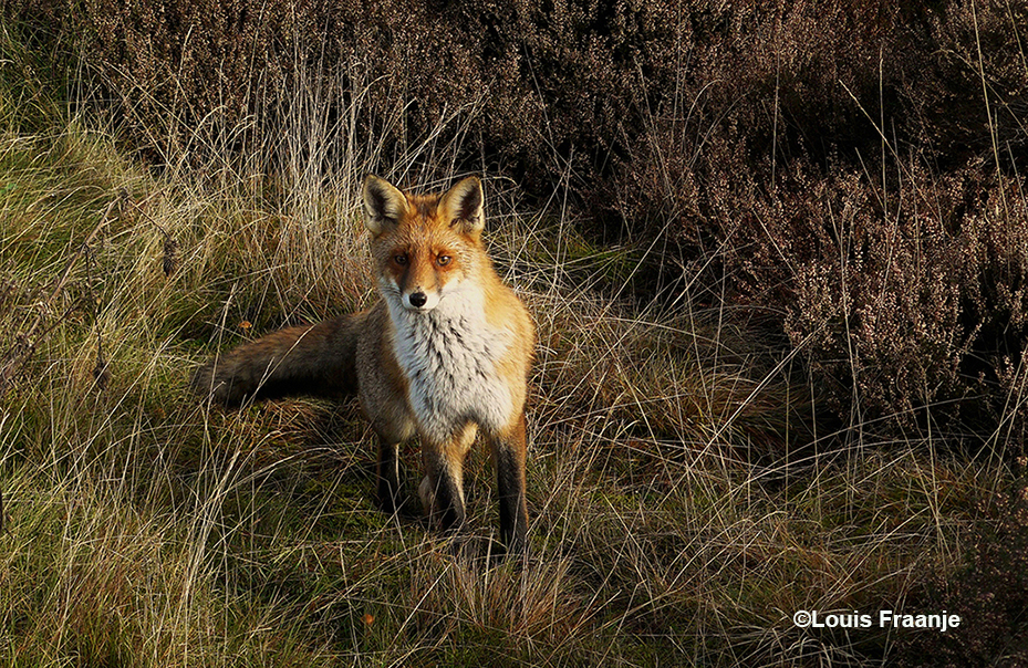 De vos keek nog eens heel strak in mijn richting – Foto: ©Louis Fraanje