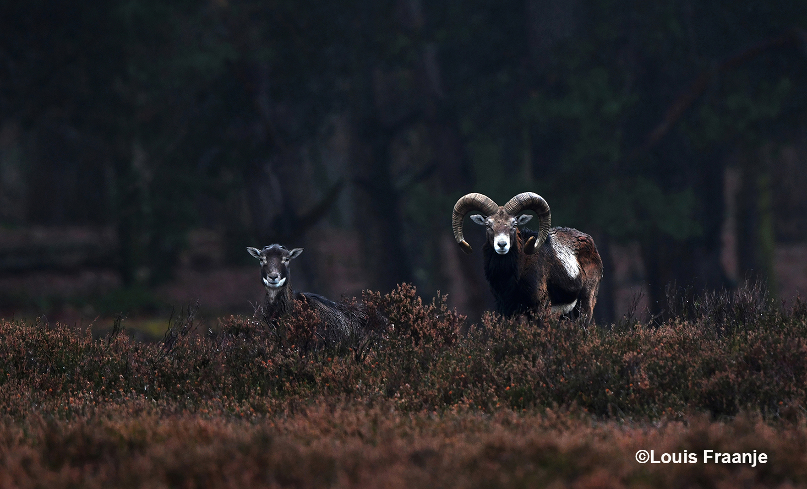 Oog in oog met een ooi en een oude en ervaren moeflonram - Foto: ©Louis Fraanje