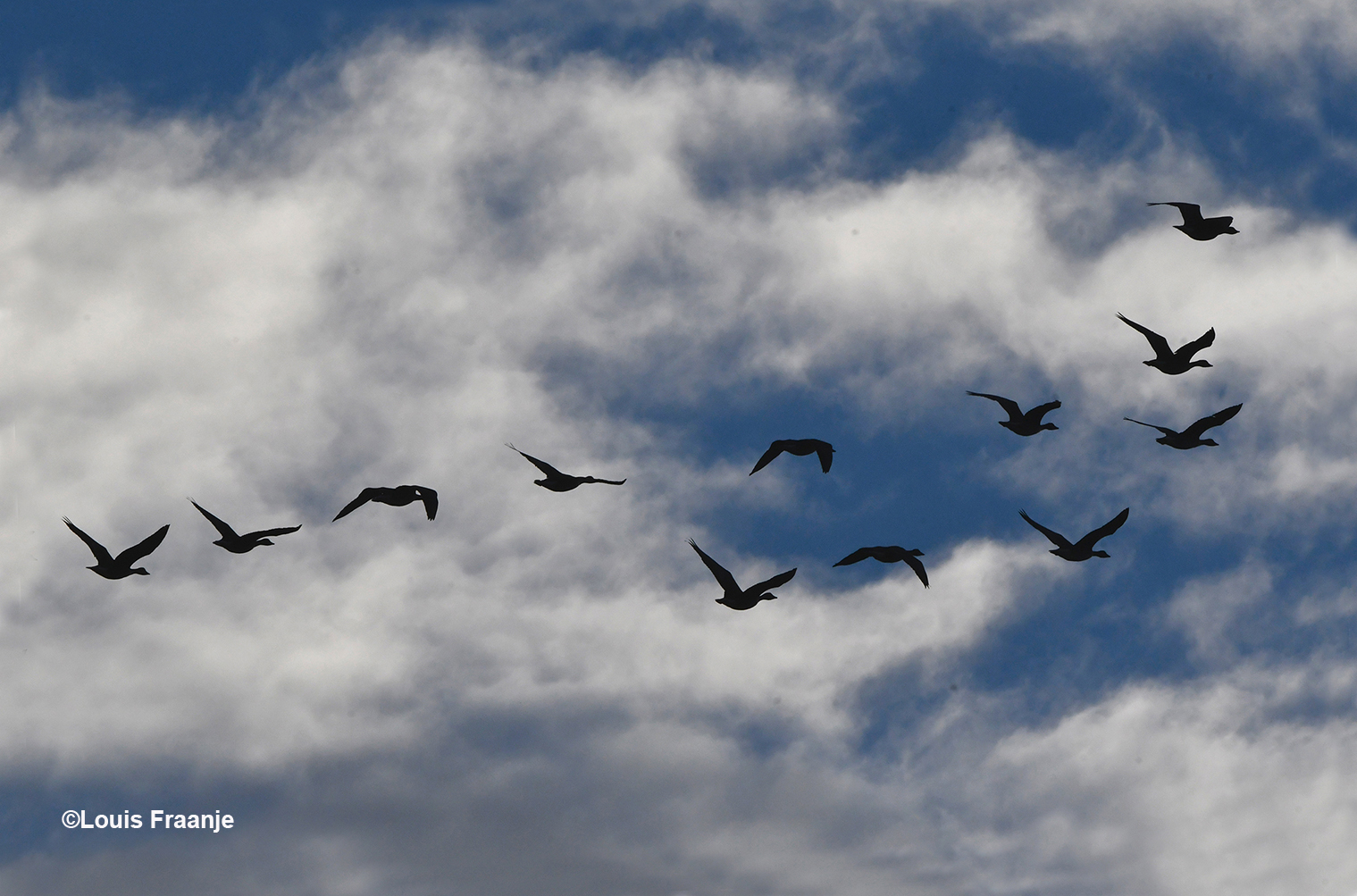 Onderweg naar huis worden we een klein stukje begeleidt door een vlucht wilde ganzen, die hoog in de lucht en hevig gakkend, in de richting van het zuiden vlogen - Foto: ©Louis Fraanje