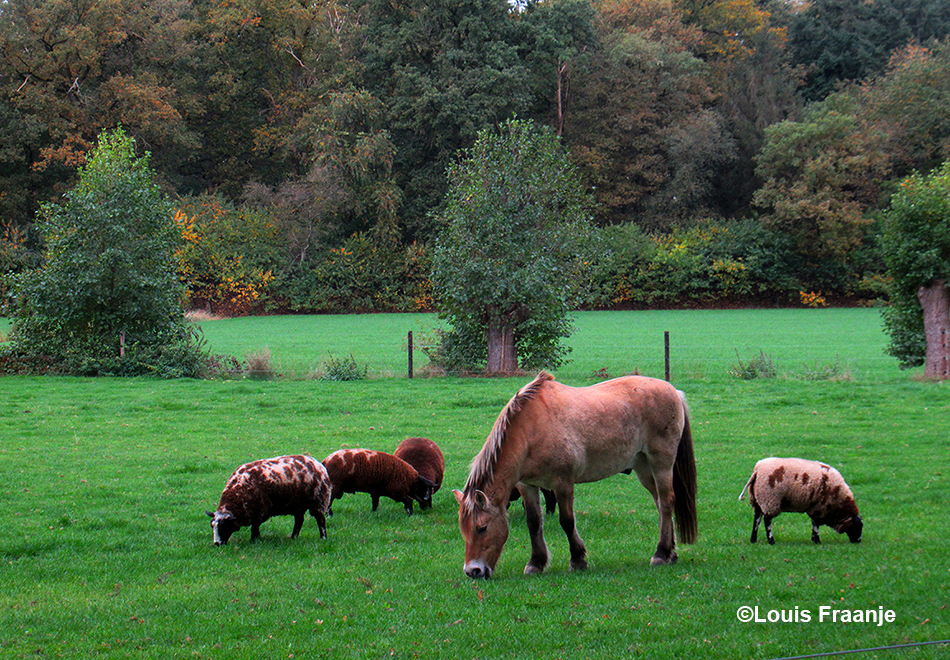 Een paard 'Haflinger' en enkele schapen in de wei, vredig gezicht waar je echt van kunt genieten - Foto: ©Louis Fraanje