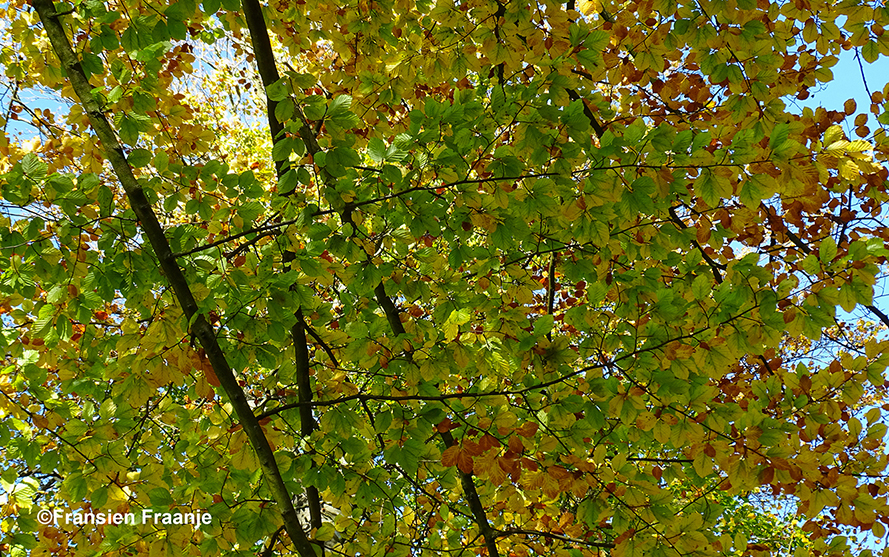 Langzaam maar zeker verkleurt het bladerdak - Foto: ©Fransien Fraanje