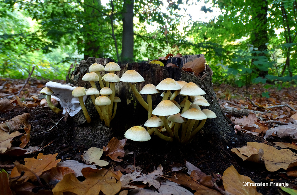 Zwavelkopjes vinden hun voeding in een verotte boomstronk - Foto: ©Fransien Fraanje